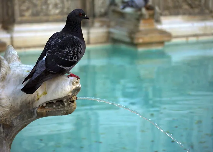 Tre Donzelle Hotel Siena