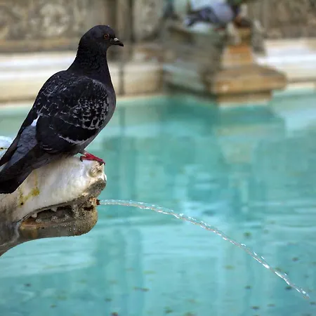 Tre Donzelle Готель Сієна